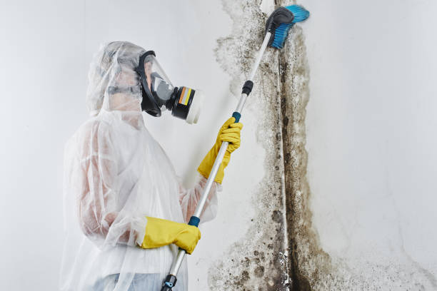 Best Residential Mold Remediation in West Liberty, KY