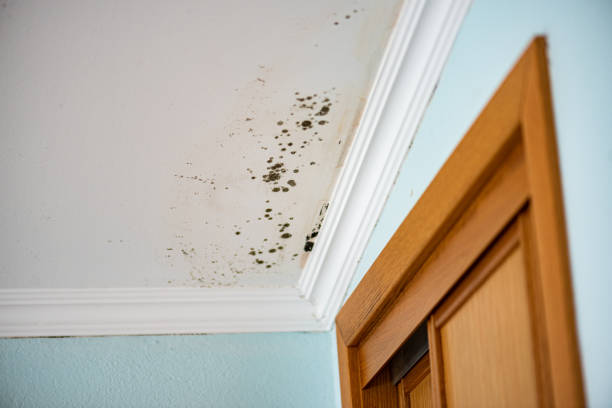 Best Mold Remediation for Schools in West Liberty, KY