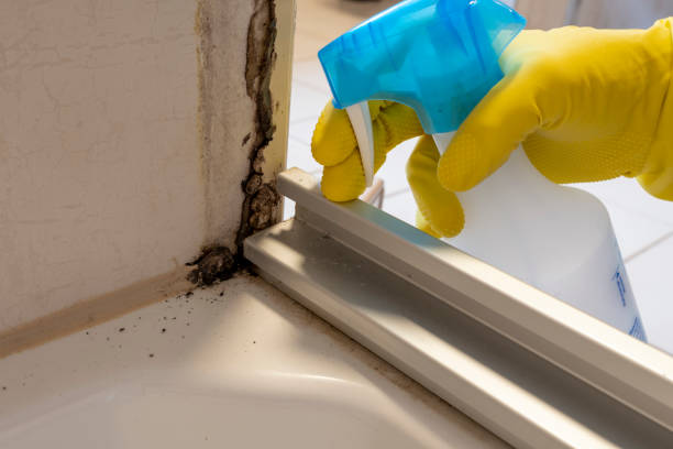 Best Basement Mold Remediation in West Liberty, KY
